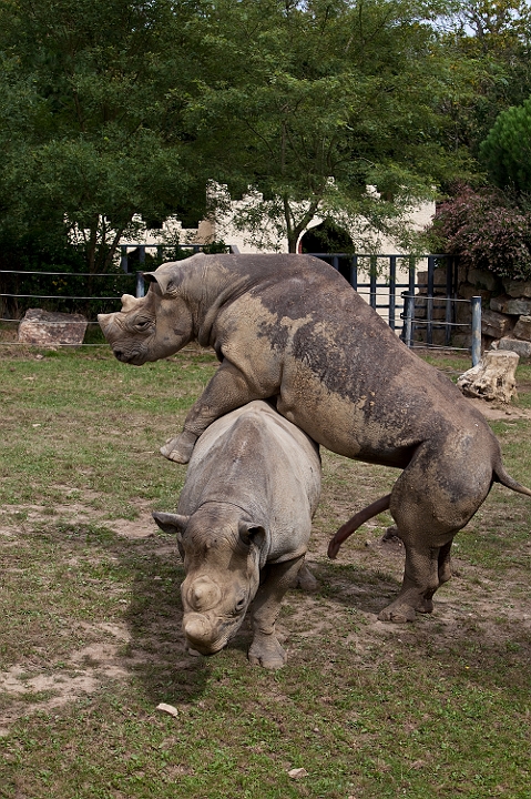 IMG_9411.jpg - oui mais non ...