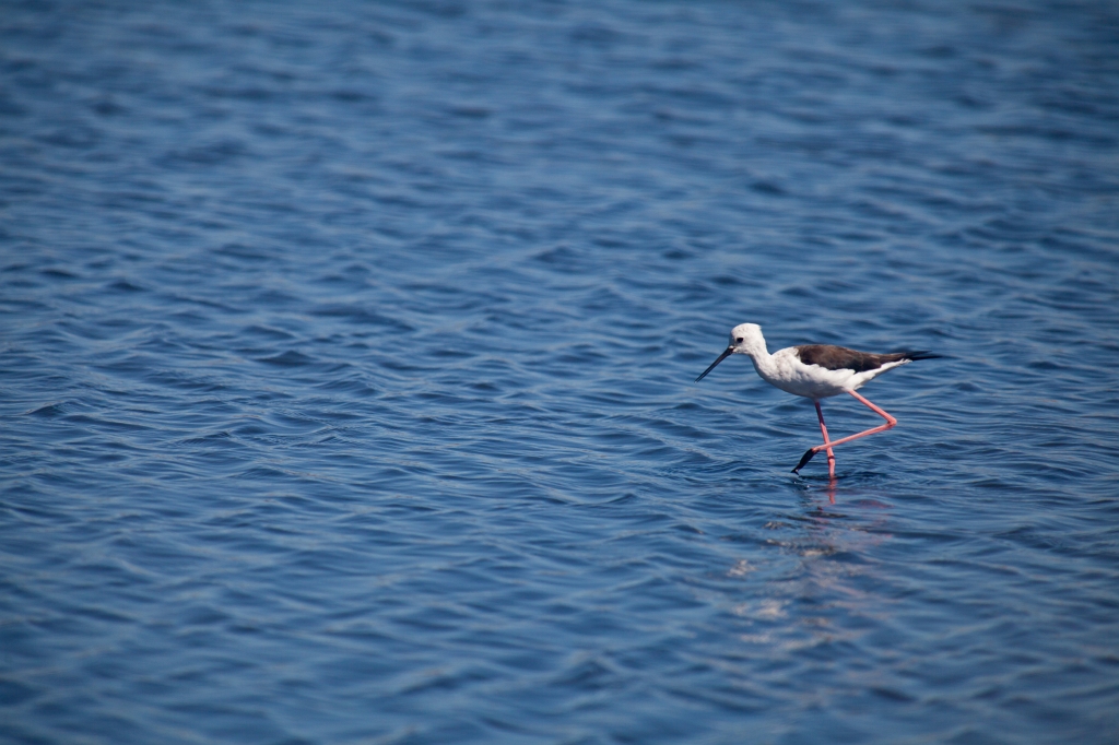 IMG_0073.jpg - Ria formosa