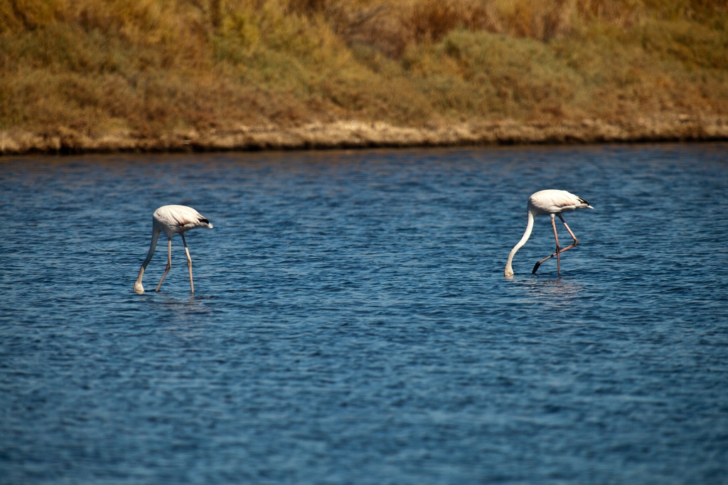 IMG_0095.jpg - Ria formosa