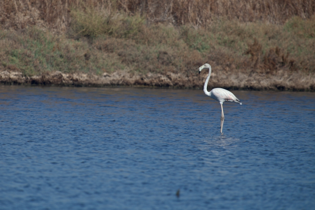IMG_0110.jpg - Ria formosa