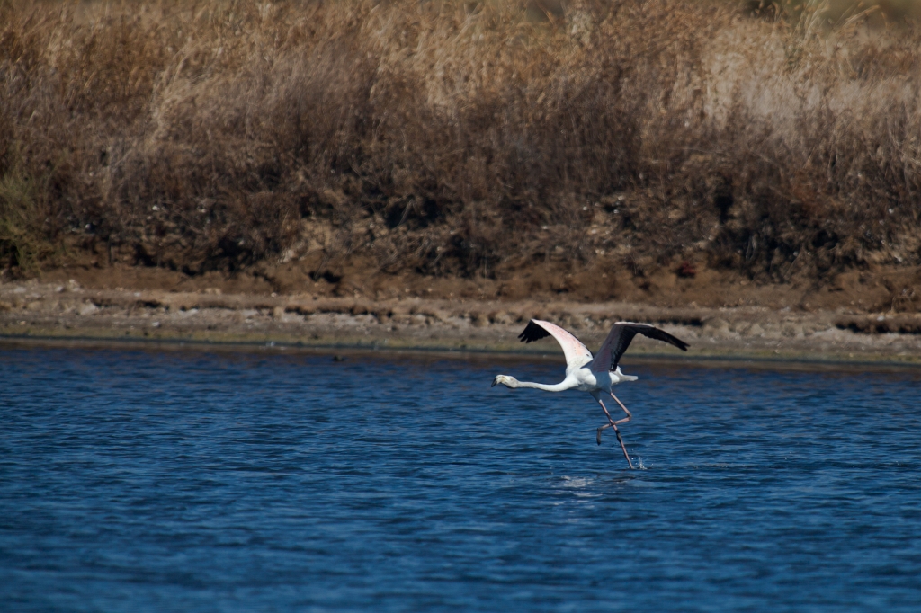 IMG_0126.jpg - Ria formosa