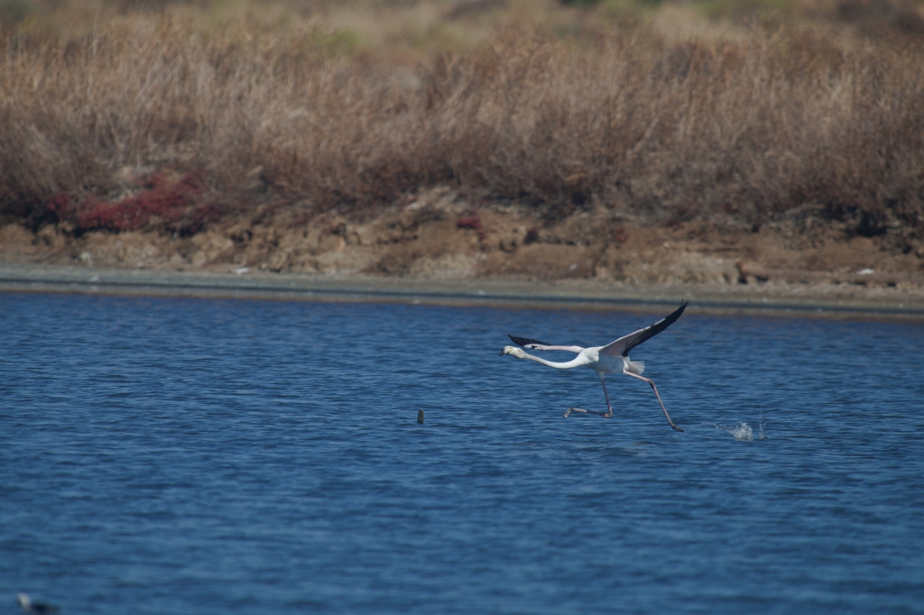 IMG_0130.jpg - Ria formosa