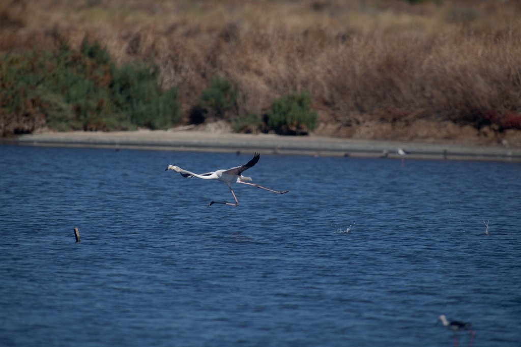 IMG_0131.jpg - Ria formosa