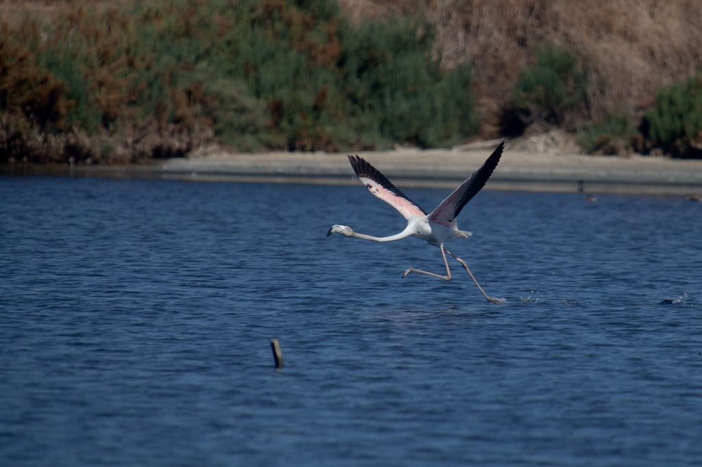 IMG_0177.jpg - Ria formosa
