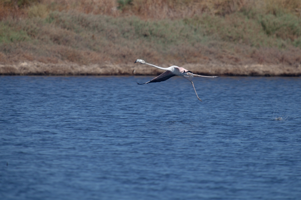 IMG_0180.jpg - Ria formosa