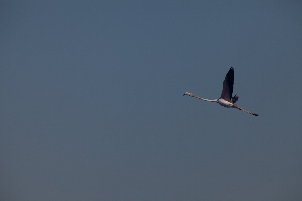 IMG_0185.jpg - Ria formosa