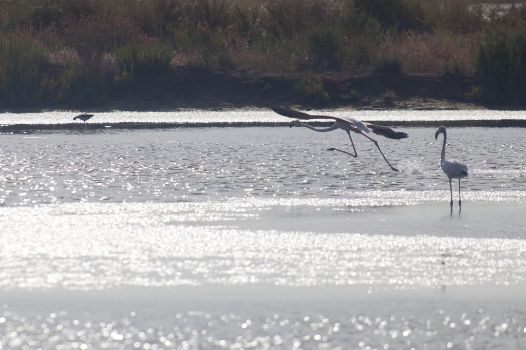 IMG_7871.jpg - Ria formosa
