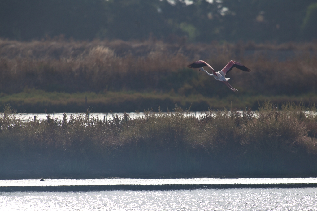 IMG_7875.jpg - Ria formosa