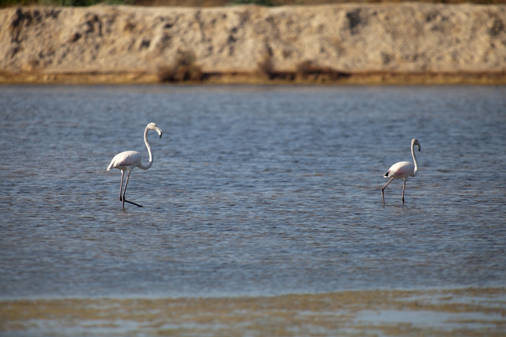 IMG_7922.jpg - Ria formosa