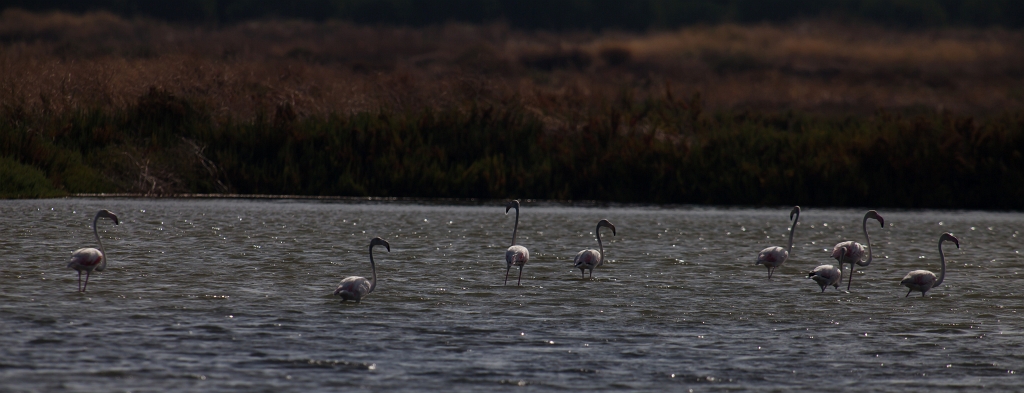 IMG_7980.jpg - Ria formosa matin