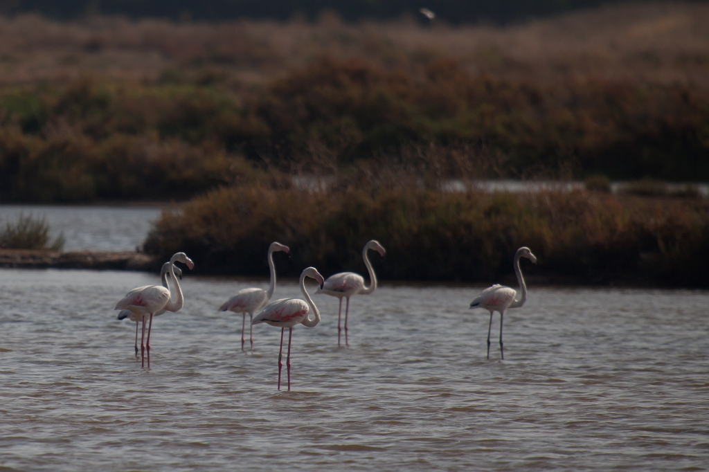 IMG_7993.jpg - Ria formosa