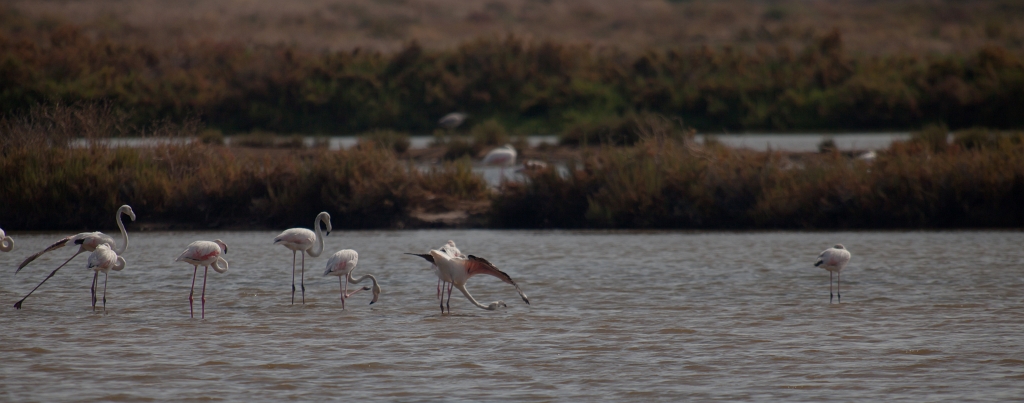 IMG_8009.jpg - Ria formosa (oui j'y suis retourné souvent)