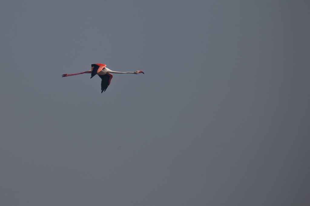 IMG_8025.jpg - Ria formosa