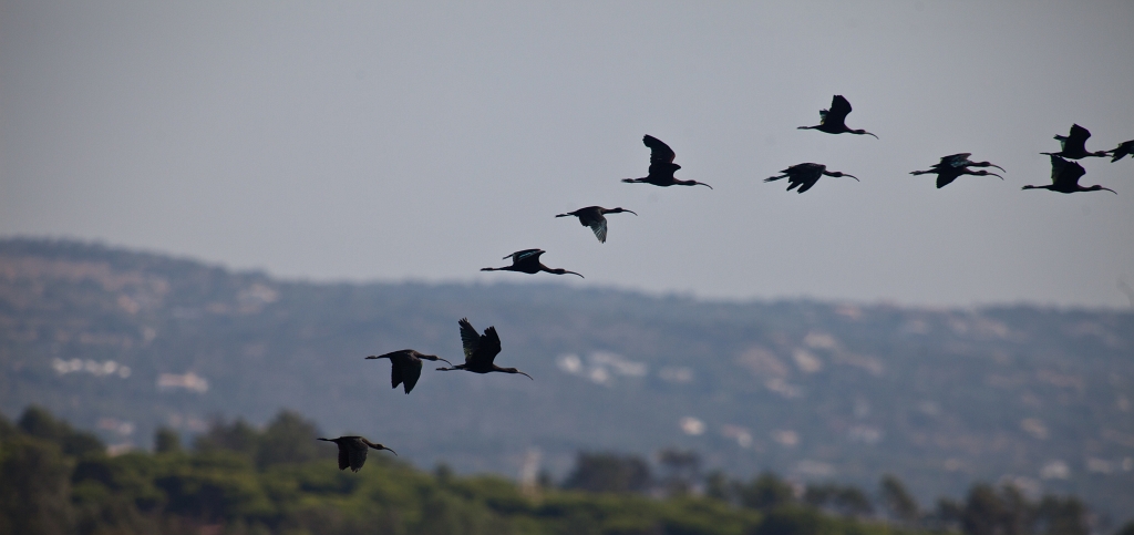 IMG_8037.jpg - Ria formosa