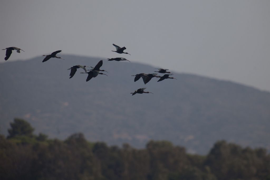 IMG_8041.jpg - Ria formosa (alors des ibis falcinelles)