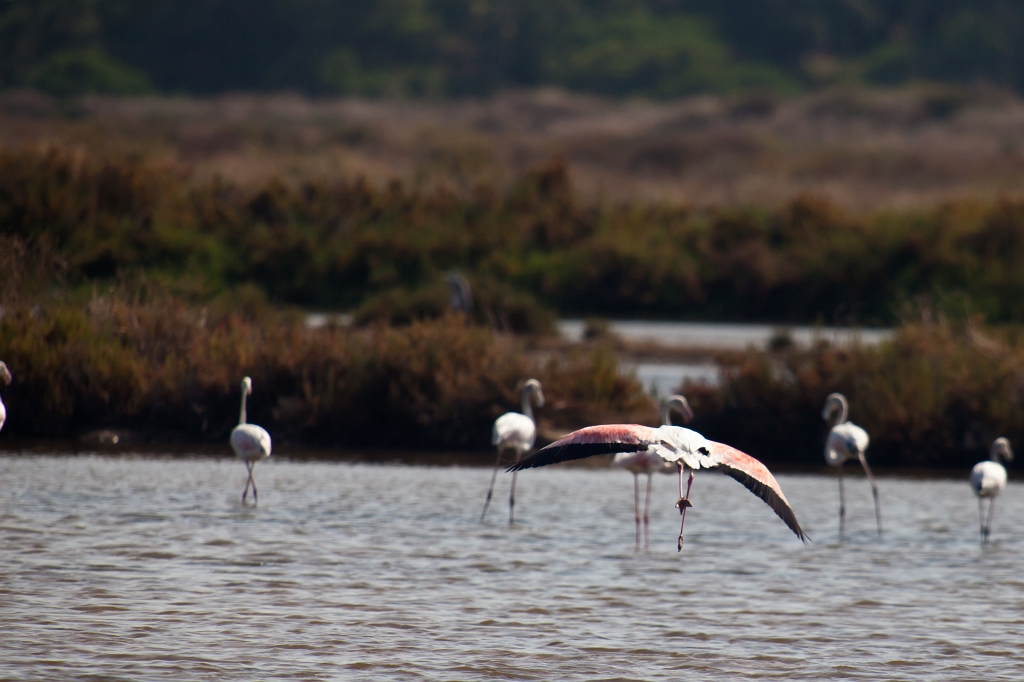 IMG_8059.jpg - Ria formosa