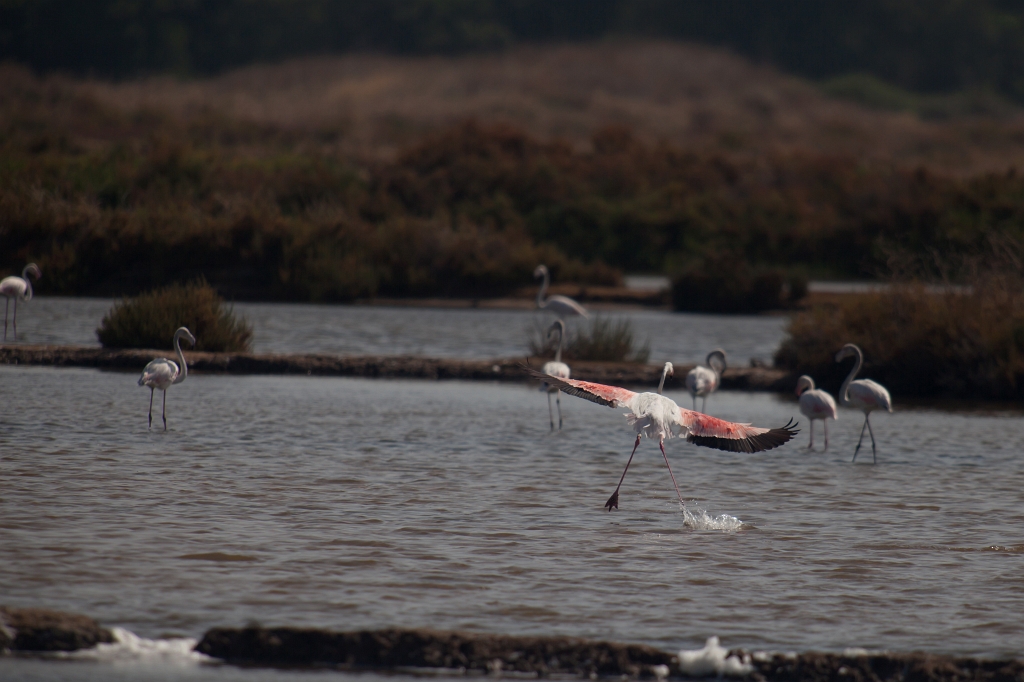 IMG_8064.jpg - Ria formosa