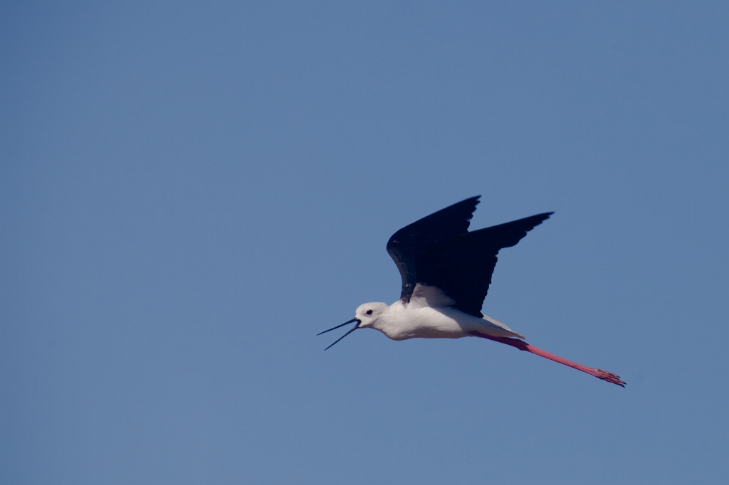 IMG_9843.jpg - Ria formosa