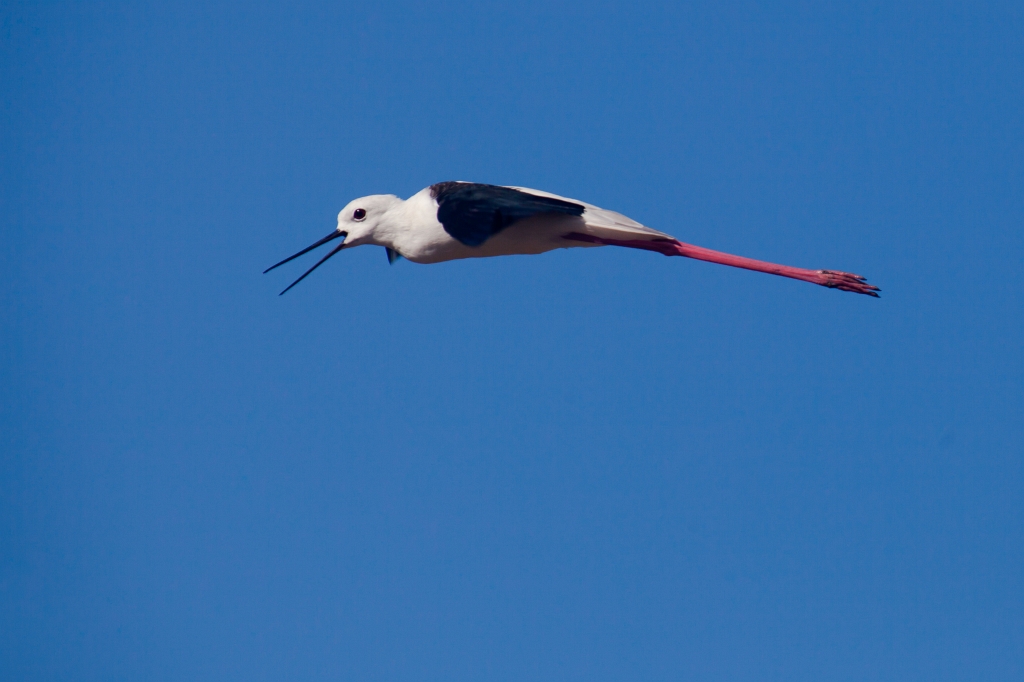 IMG_9845.jpg - Ria formosa echasse blanche au vol, c'est elle qui donnait l'alerte quand j'approchais
