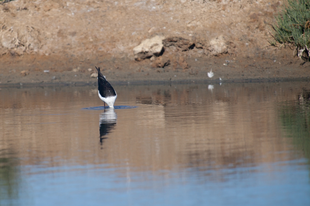 IMG_9868.jpg - Ria formosa echasse blanche