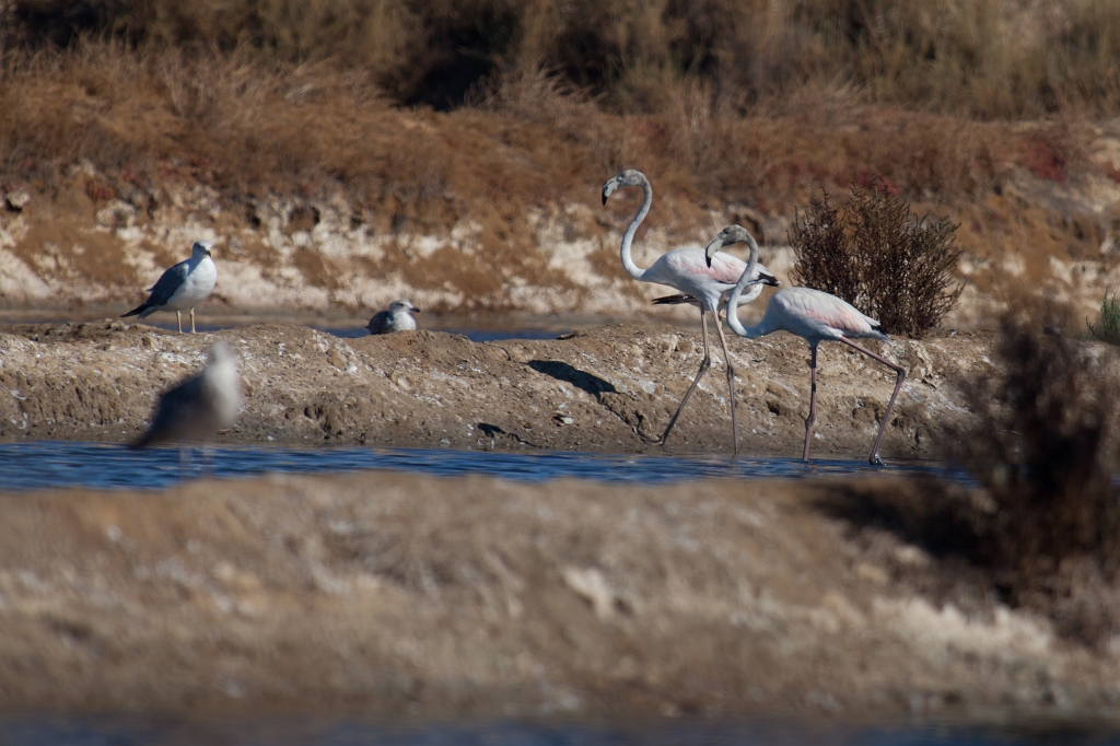 IMG_9878.jpg - Ria formosa