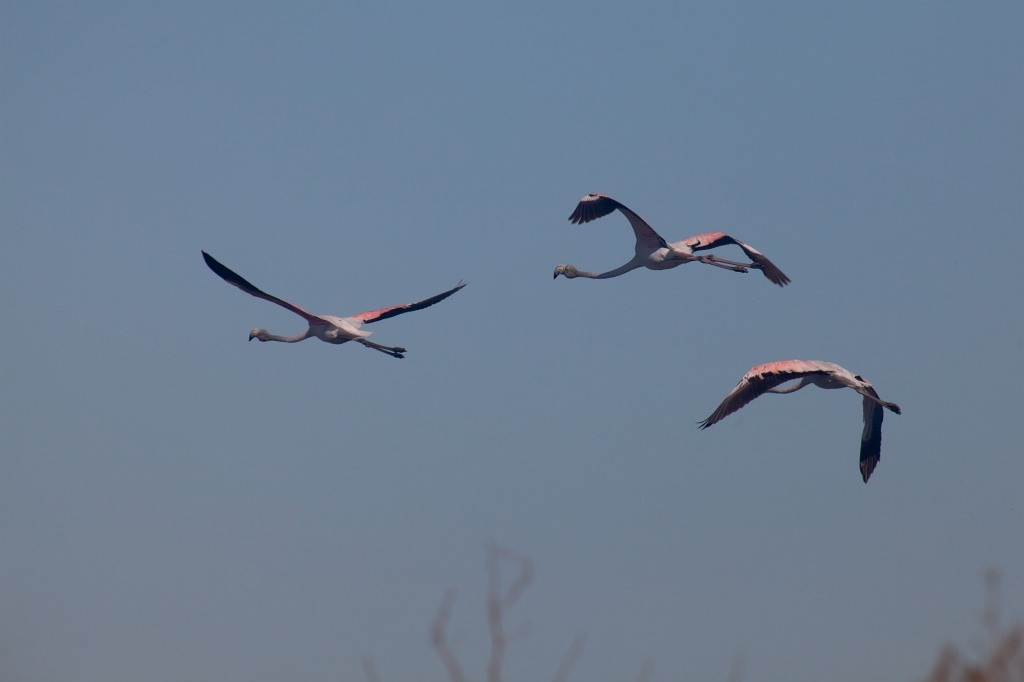 IMG_9893.jpg - Ria formosa