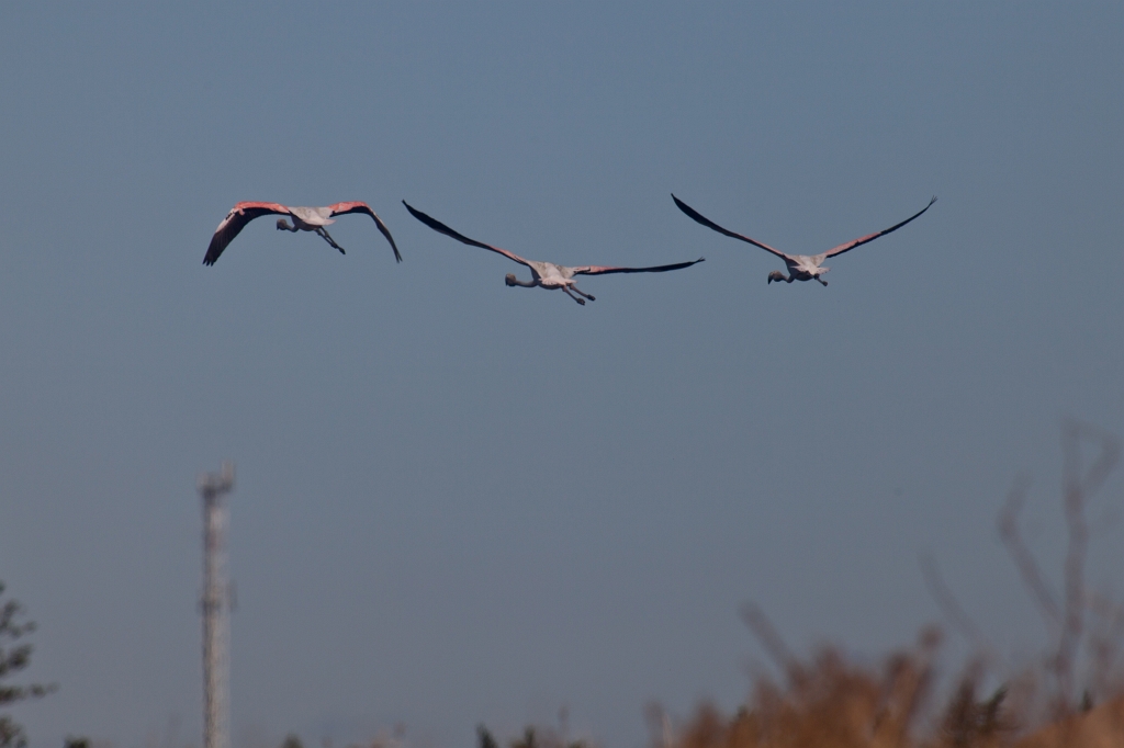 IMG_9899.jpg - Ria formosa