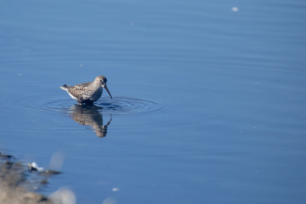 IMG_9907.jpg - bécasses