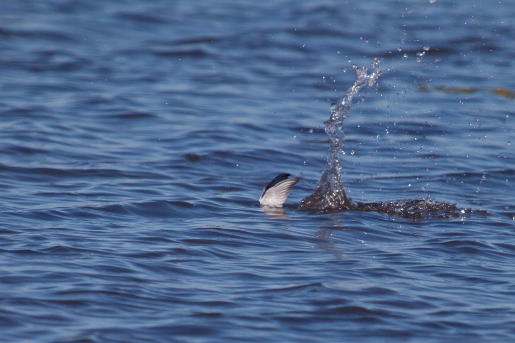 IMG_9953.jpg - toujours un des sternes