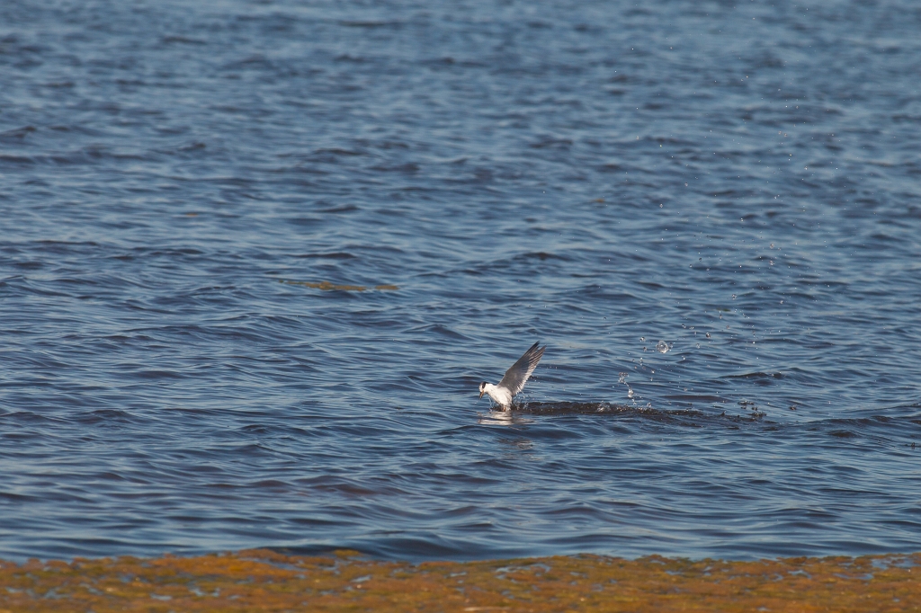 IMG_9977.jpg - sterne nain