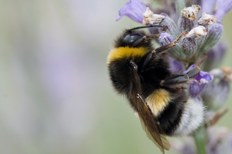 IMG_3223.jpg - Juste devant la piscine ce genre de fleurs qui attiraient beaucoup les abeilles.malheuresement il y avait toujours du vent difficile de les avoir fixe ...