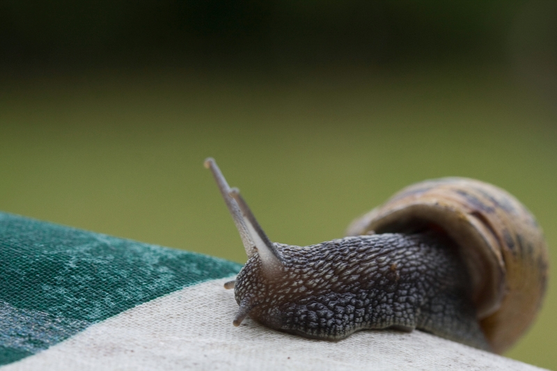 IMG_3657.jpg - les escargots qui venaient jusqu'à la porte. des fois au risque de se faire écraser bêtement.