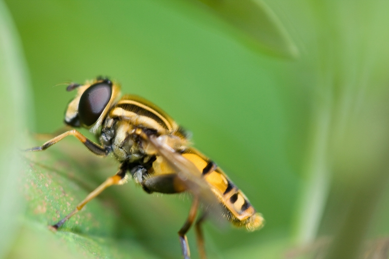 IMG_4605.jpg - pareil dnas le parc privatif, quelques fleurs donc quelques insectes.