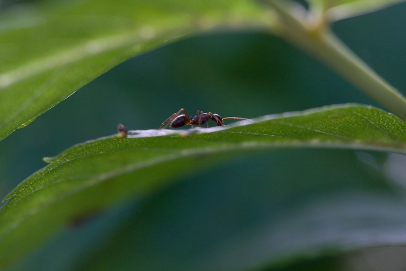 IMG_4615.jpg - c'est ma première fourmie correcte