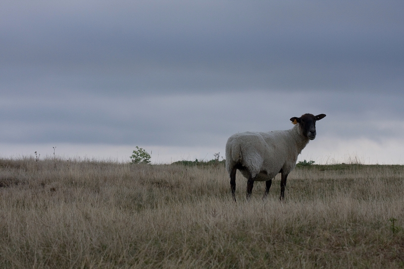 IMG_6779.jpg - Moutons des prés salés. Vu les marées présente vaut mieux qu'ils s'habituent au sel.