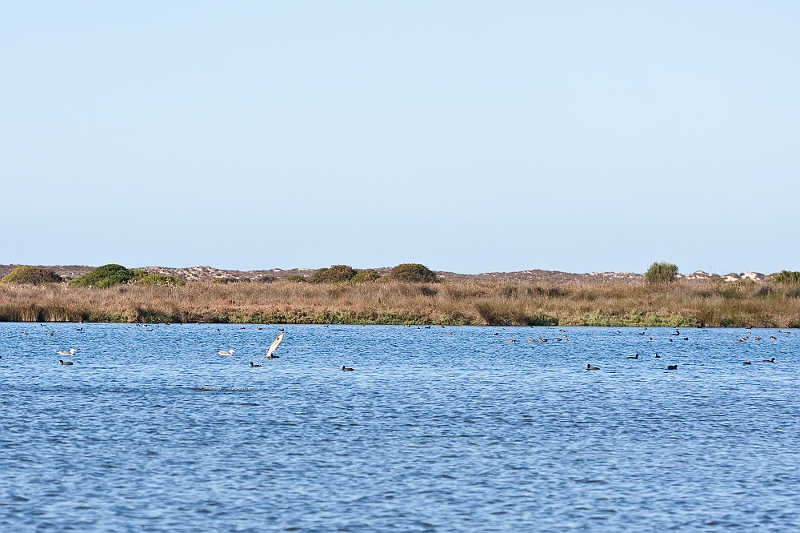 IMG_5568.jpg - un poisson qui sautait ! suffit d'avoir l'épuisette au bon endroit et hop