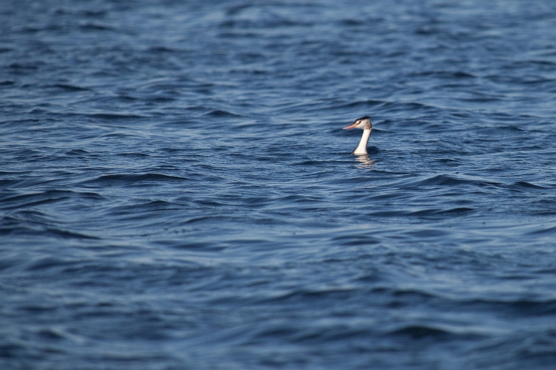 IMG_5895.jpg - Oui j'ai trouvé un grèbe huppé, ne sont pas nombreux ... d'un autre coté migrent ptet pas !