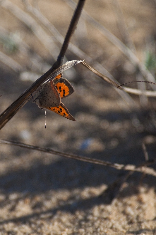 IMG_5900.jpg - il y avait une foultitude de ces papillons