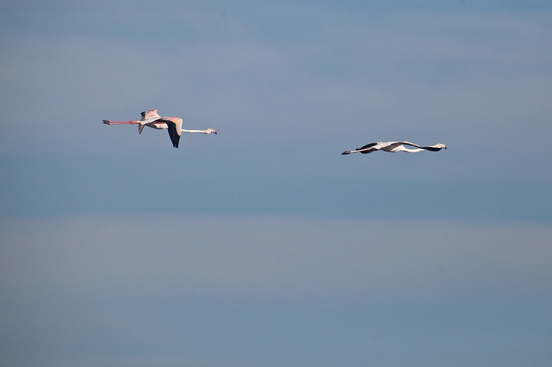 IMG_5903.jpg - voui certaines me sont passées sous le nez :(