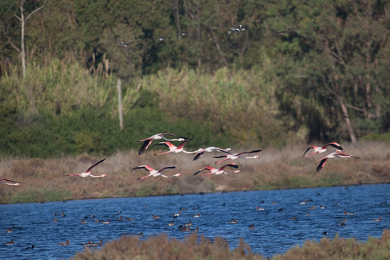 IMG_5909.jpg - ca fait de belles couleurs