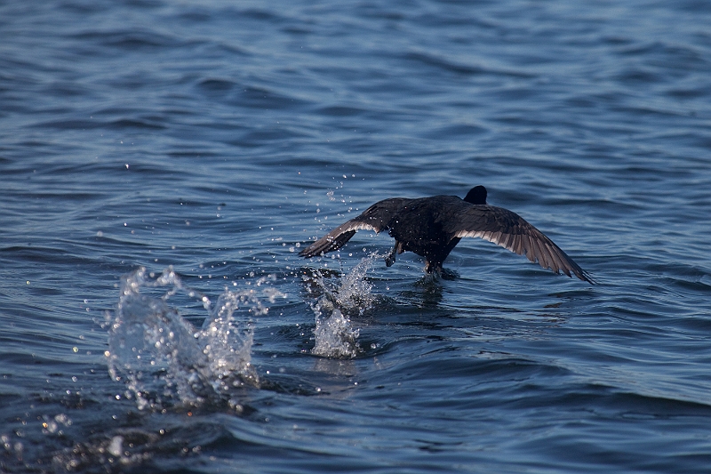 IMG_5951.jpg - celui là m'a vu !