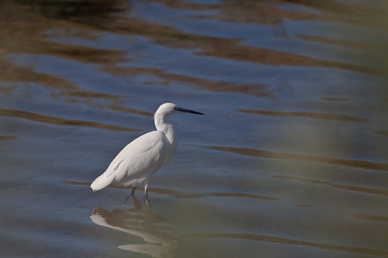 IMG_5960.jpg - une gentille aigrette qui a été bien sympathique