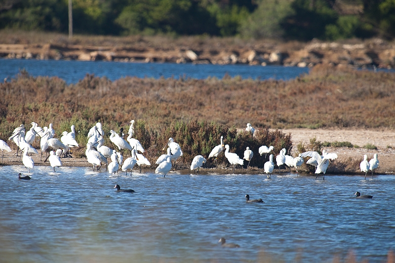 IMG_6103.jpg - une colonie de spatules ! une cinquantaine si mes souvenirs sont bons