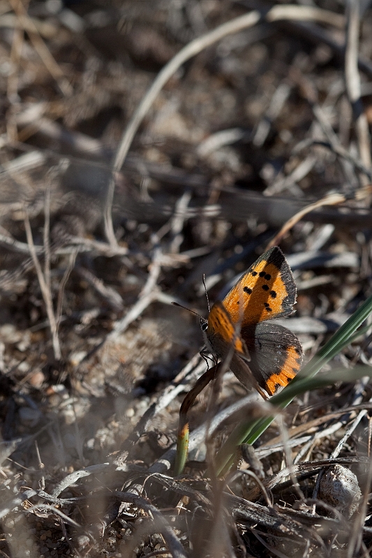 IMG_6150.jpg - encore un echantillon, ils ont la mauvaise habitude de se poser par terre, donc ... difficile d'avoir une photo académique !