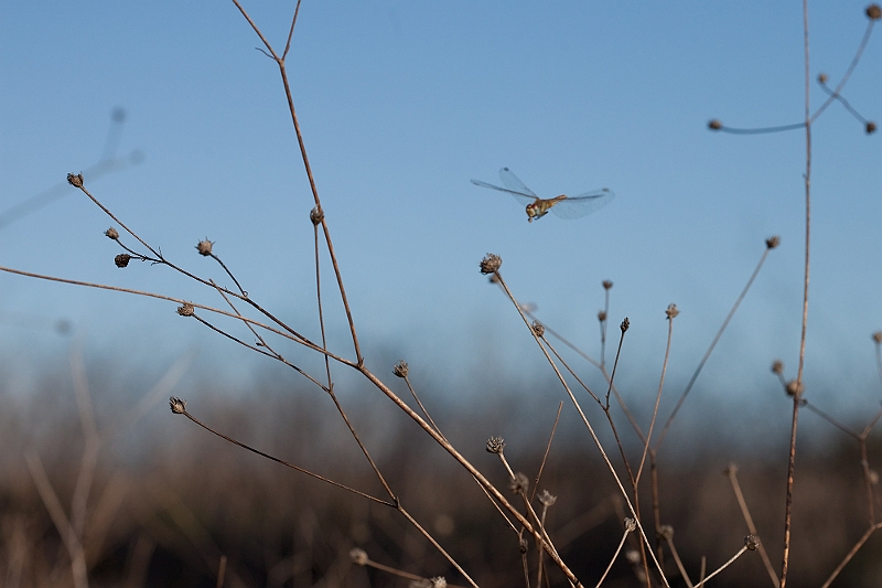 IMG_6154.jpg - désespéré par les flamants , je me suis même pris à tenter des prises en vol.