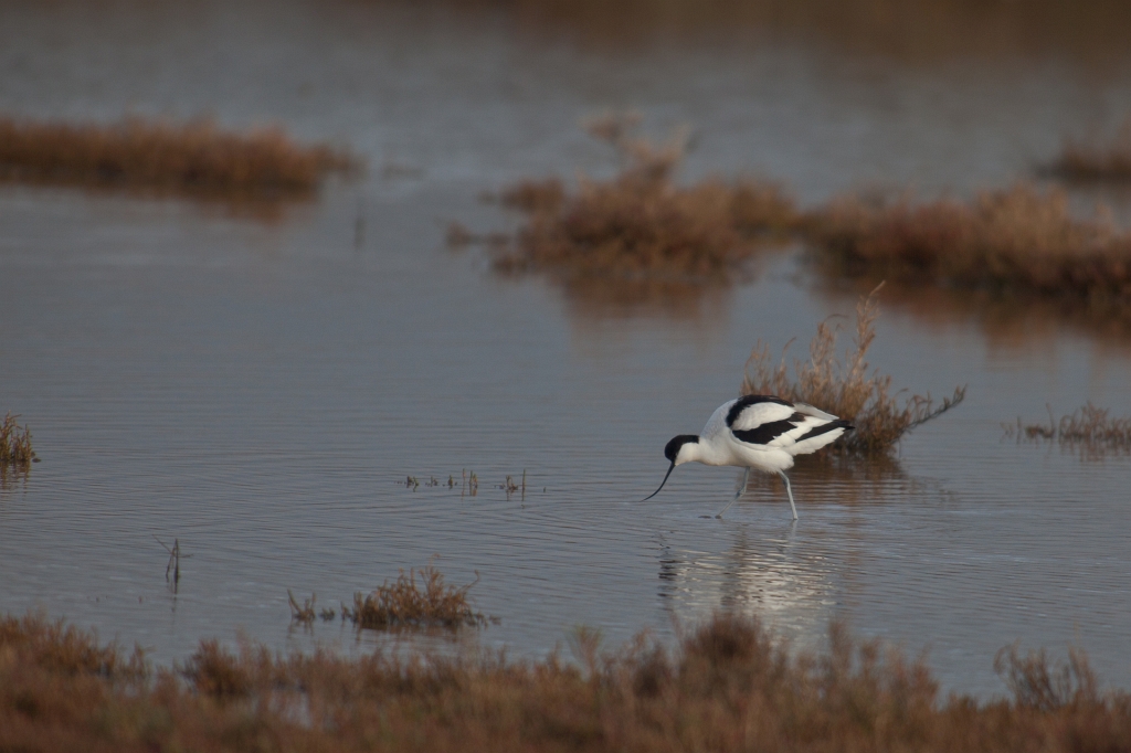 IMG_7180.jpg - Bon bein on l'a déjà dit élégante cette avocette