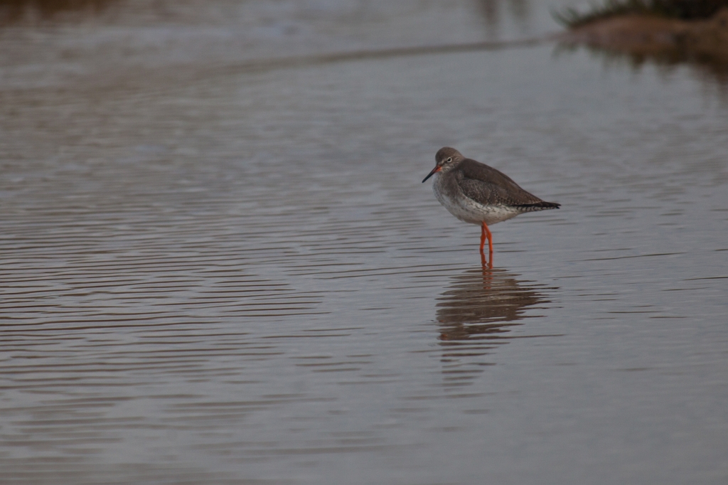 IMG_7200.jpg - chavalier