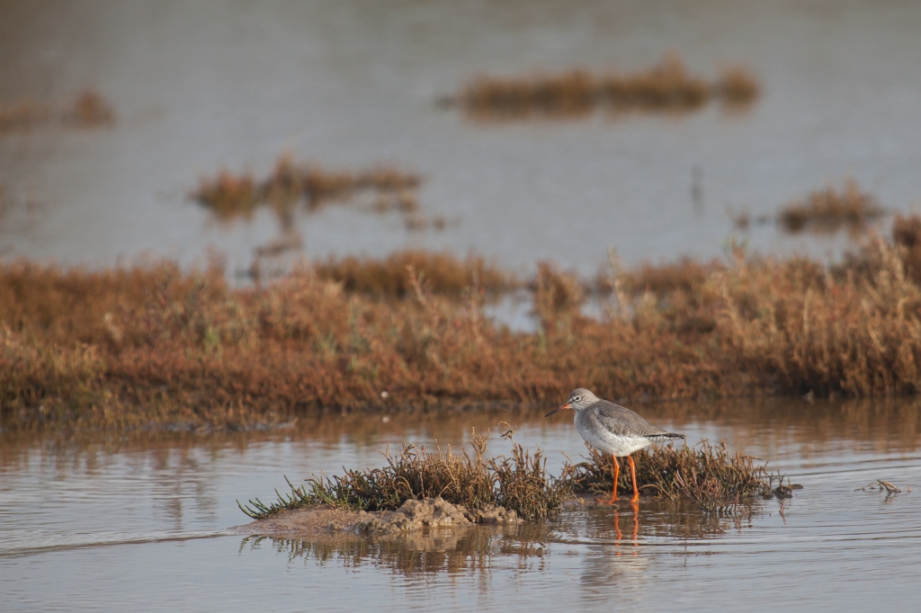 IMG_7208.jpg - chavalier