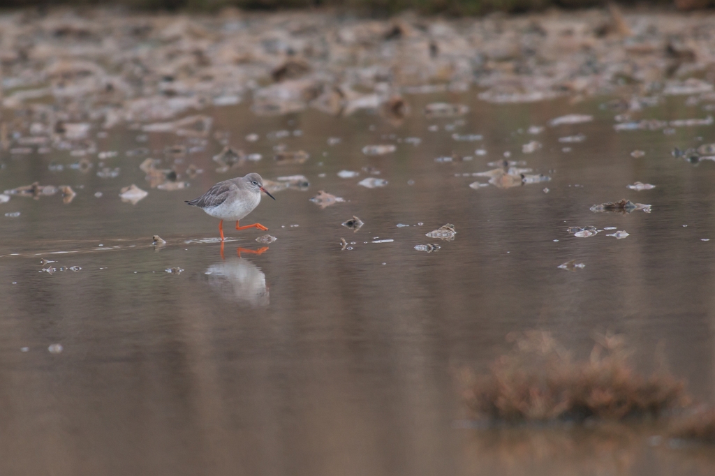 IMG_7254.jpg - les pattes rouge de ce chavalier ressortent