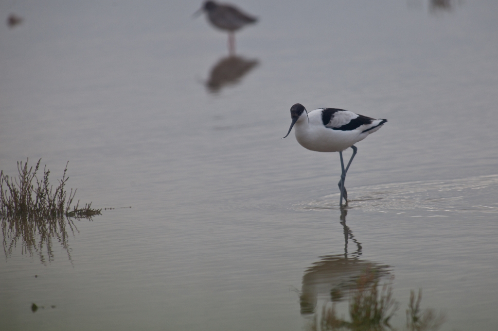 IMG_7263.jpg - la même avant